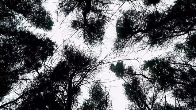 Silhouettes of pine tree leaves moving slowly in the wind. Bottom view. White sky background