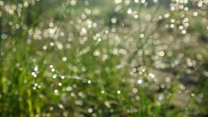 Naklejka premium Images of grass, dew, bokeh in the morning for your wallpaper
