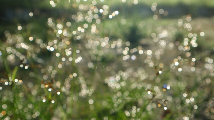 Images of grass, dew, bokeh in the morning for your wallpaper