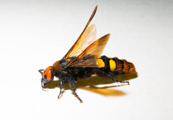 The mammoth wasp (Megascolia maculata) is a species of wasp belonging to the family Scoliidae in...