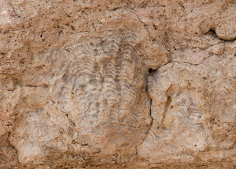 Fossil corals of the Red Sea. Ancient creatures, turned into stone. Reef corals.