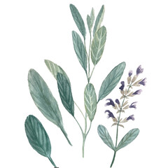 Sage plant set isolated on white. Hand painted in watercolor. Herb with purple flowers, eco design. High quality art for packages, essential oil bottles, oil infusions, herbalism