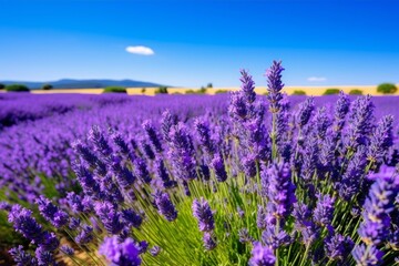 Fototapeta premium Vibrant lavender field under blue sky