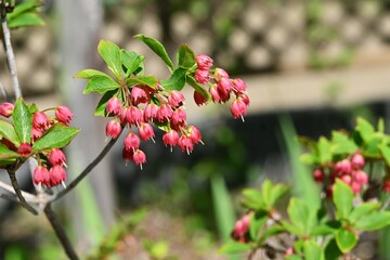 Enkianthus cernuus flowers. A deciduous shrub of the Ericaceae endemic to Japan, its Japanese name...