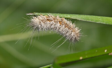 Salt marsh moth caterpillar (Estigmene acrea) insect dead on plant nature Springtime pest control agriculture.