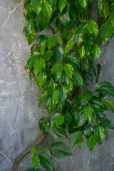 Betel leaf background,Betel leaf is an alternative ingredient for traditional medicine
