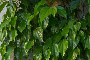 Betel leaf background,Betel leaf is an alternative ingredient for traditional medicine