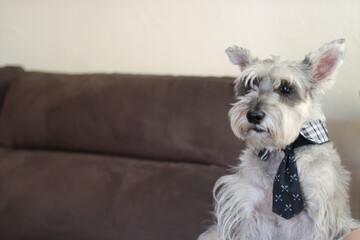 Perro schnauzer con corbata feliz