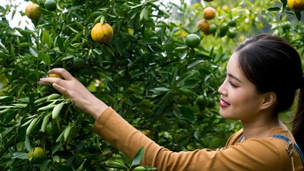 With focused gaze, Asian agricultural worker gently picks ripe oranges from laden tree, embodying...