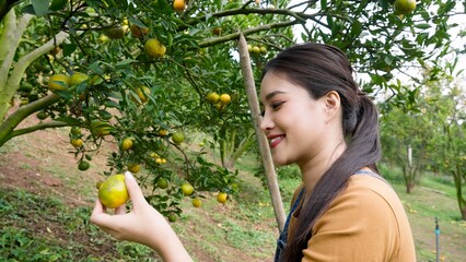 Close-up of young Asian woman in orchard, inspecting a freshly picked orange with a smile,...