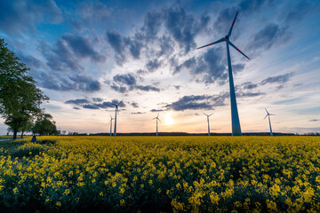 Gelbes Rapsfeld und Windräder