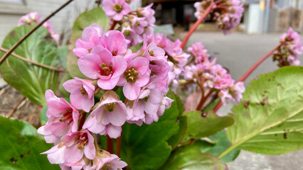 Pink bergenia stracheyi in flower beds