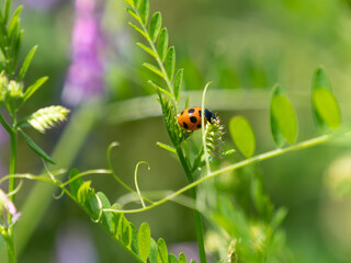 テントウムシとナヨクサフジ