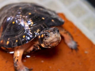 キボシイシガメのアップ
