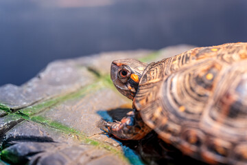 キボシイシガメのアップ