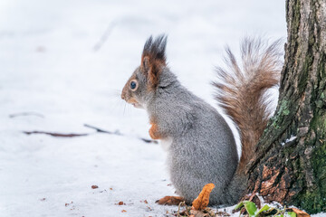 Portrait of a squirrel in winter on white snow background