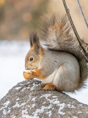 Portrait of a squirrel in winter on white snow background