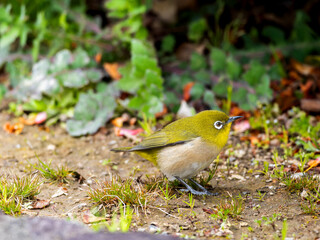 地面の上のメジロ