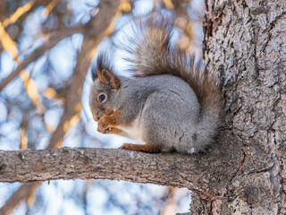 The squirrel with nut sits on tree in the winter or late autumn
