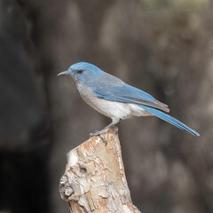 A Mexican Jay in Arizona