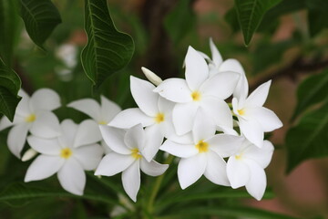 Plumeria Pudica (Bridal Bouquet Plumeria, White Frangipani, Fiddle Leaf Plumeria) ,
This profuse bloomer has leaves in the shape of a cobra's hood, and its flowers are white with a yellow center