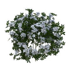3d render full white flower bush isolated