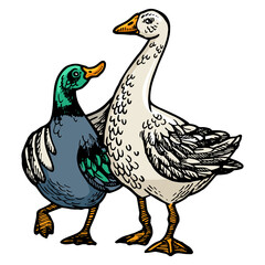 Duck and goose friends engraving PNG illustration. T-shirt apparel print design. Scratch board style imitation. Black and white hand drawn image.