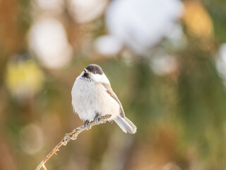 Cute bird the willow tit, song bird sitting on a branch without leaves in the winter.