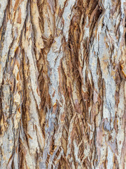 The texture of the bark of an old willow