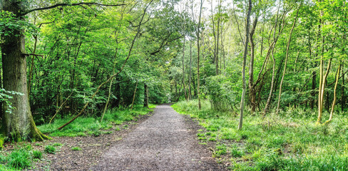 View of path passing through forest. Forest trail scene. Woodland path