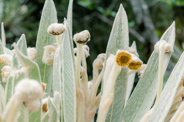 detail shot of the leaves and flowers of a frailejon,Espeletia killipii