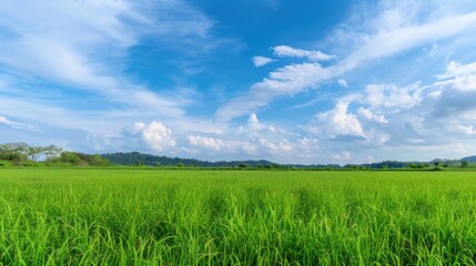 Lush green meadow background, sunny weather