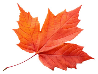 PNG Autumn leaf maple plant tree.