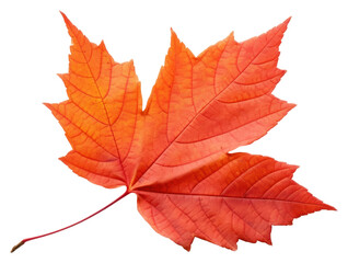 Fototapeta premium PNG Autumn leaf maple plant tree.