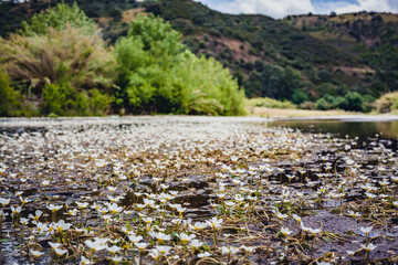 river full of flowers in the algarve mountains