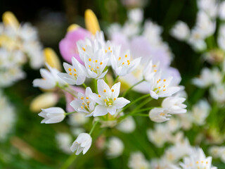 アリウムロゼウムのクローズアップ