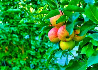 Fruit on tree, red apples on a tree, garden