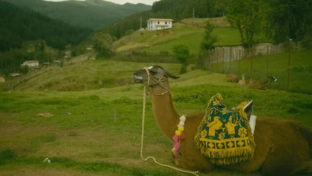 Brown llama resting in the meadow dressed in fabrics with Peruvian stitching. Porc&oacute;n farm, Cajamarca, long shot, neutral angle