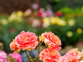 満開のバラ公園