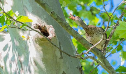 Female wood duck perched in a tree loudly calling for her mate.