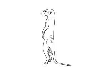 meerkat