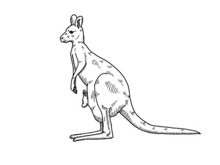 illustration of a kangaroo