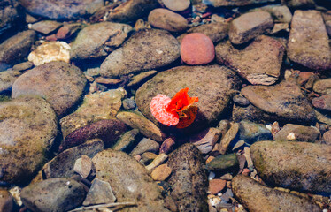 stone in the water with floating flower 