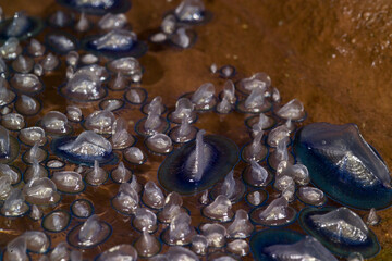 By-the-Wind Sailor Velella or St. Peter's boat (Velella velella Linnaeus, 1758). Porto Ferro, Sassari, Italy