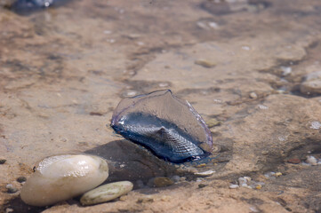 By-the-Wind Sailor Velella or St. Peter's boat (Velella velella Linnaeus, 1758). Porto Ferro, Sassari, Italy