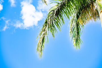 Palm Tree and Sky