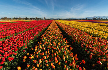 Tulip field in Skagit Valley, Washington - Roozengaarde