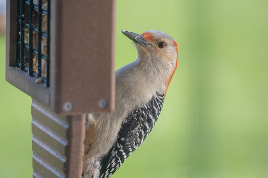 Close-up Red-bellied Woodpecker at Feeder Melanerpes carolinus