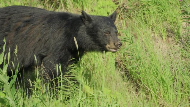 Black Bear Walking Through Tall Grass in Whistler Canada
