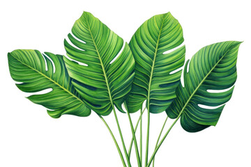 PNG Tropical leaves plant leaf freshness.